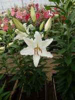 [4259 Gerona No01.JPG]